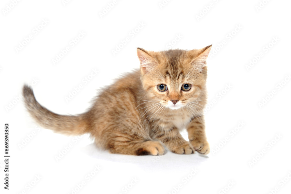 Abyssinian red kitten on a white isolated background