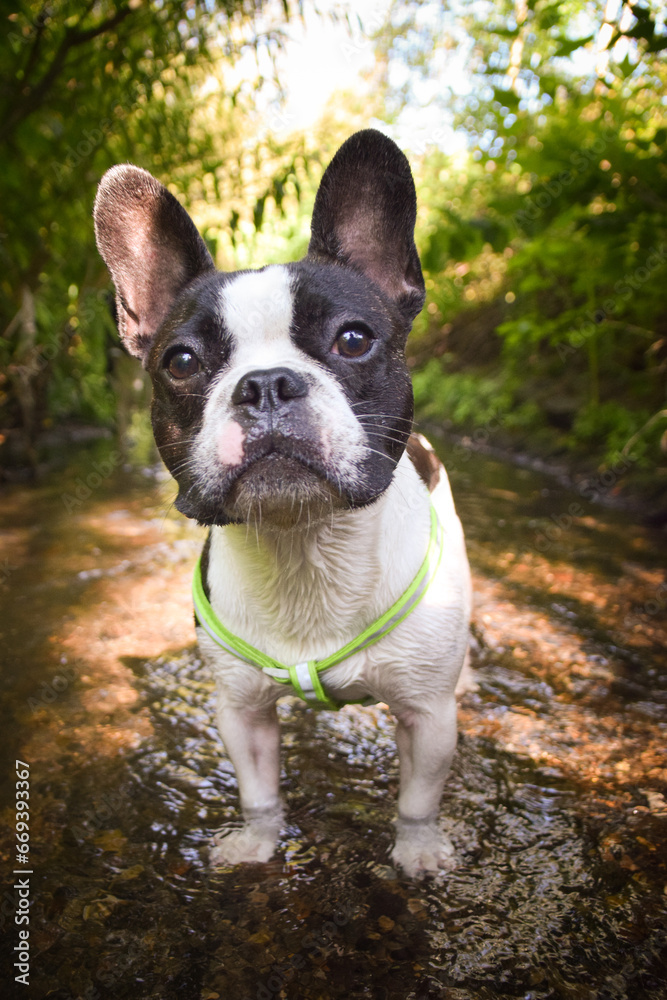 Summer portrait of French buldog in water. He is so cute in the nature. He has so lovely face.