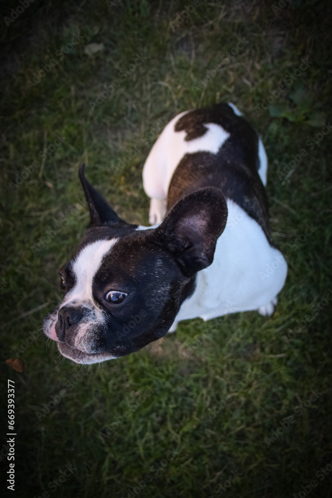 Autumn portrait of French buldog in leaves. He is so cute in the leaves. He has so lovely face.