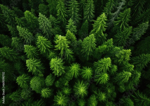 An award-winning aerial photograph capturing a vast forest of towering trees, their vibrant green
