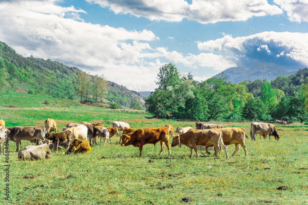 Tranquil Pyrenean Cow Pasture in Slow Motion