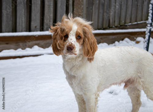 Snow on his nose