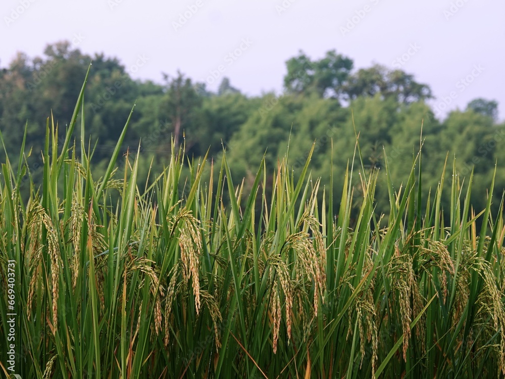 Obraz premium Lush green field of rice plants growing amongst a densely wooded forest.
