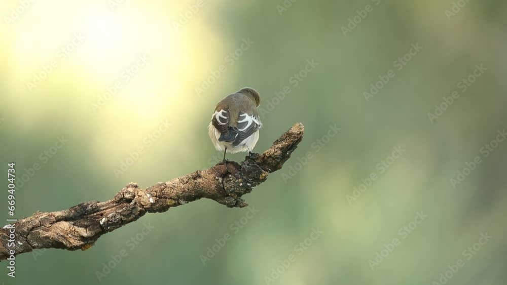 Pied flycatcher in winter plumage in a pine and oak forest at first light Pied flycatcher in winter plumage in a pine and oak forest at first light
