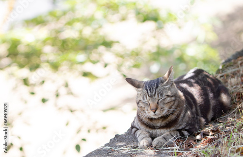 cat 