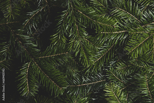 Fir branch background