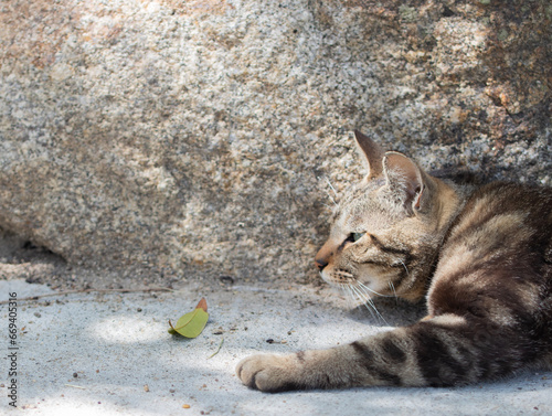 cat on the beach 猫ちゃん