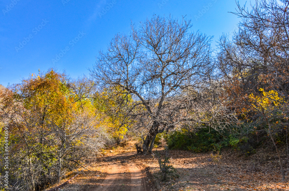 Fototapeta premium dirt road in walnut forest on Kungurbuka ridge near Karankul village (Tashkent region, Uzbekistan)