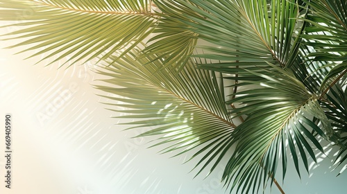 Natural background with palm leaves shadow