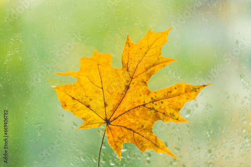 Autumn maple leaf yellow on glass with raindrops. Autumn weather. Rain outside window.