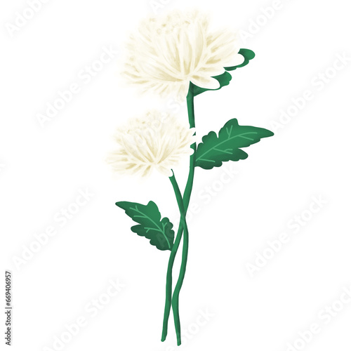 국화꽃 일러스트