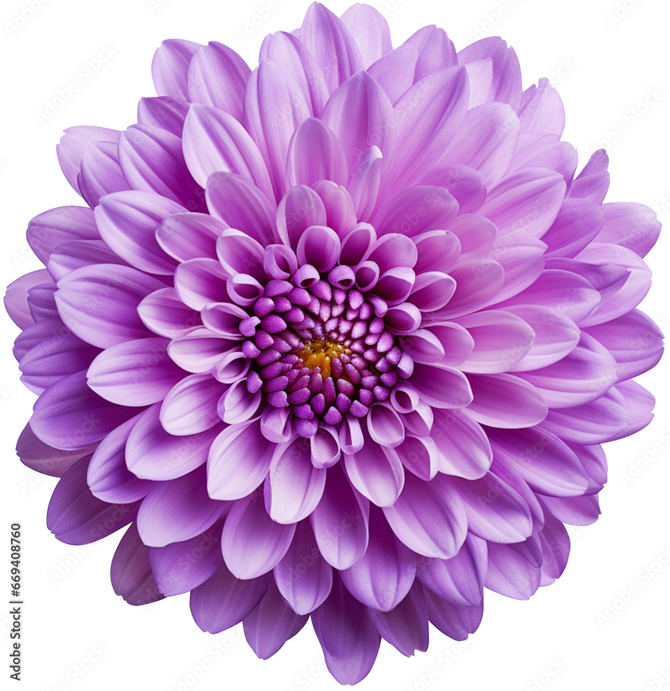 colorful chrysanthemum flower cutout without background