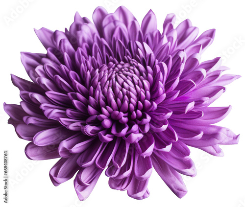 colorful chrysanthemum flower cutout without background