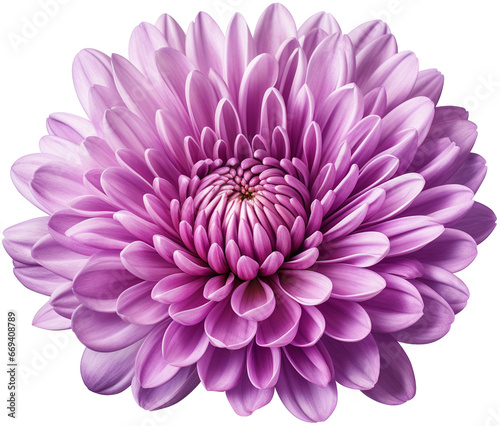 colorful chrysanthemum flower cutout without background