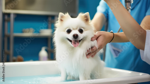 close up of woman bathing dog in grooming saloon