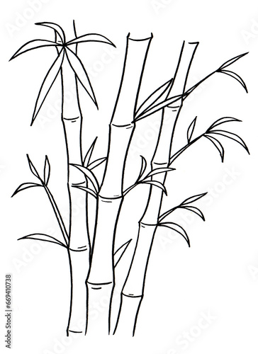 Fototapeta Naklejka Na Ścianę i Meble -  Bamboo Plant Hand Drawn Illustration