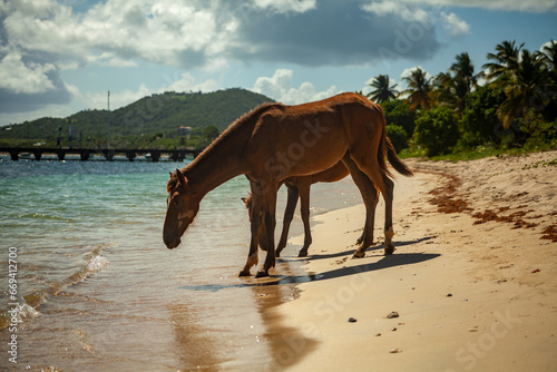 Canvas Print horses on the beach