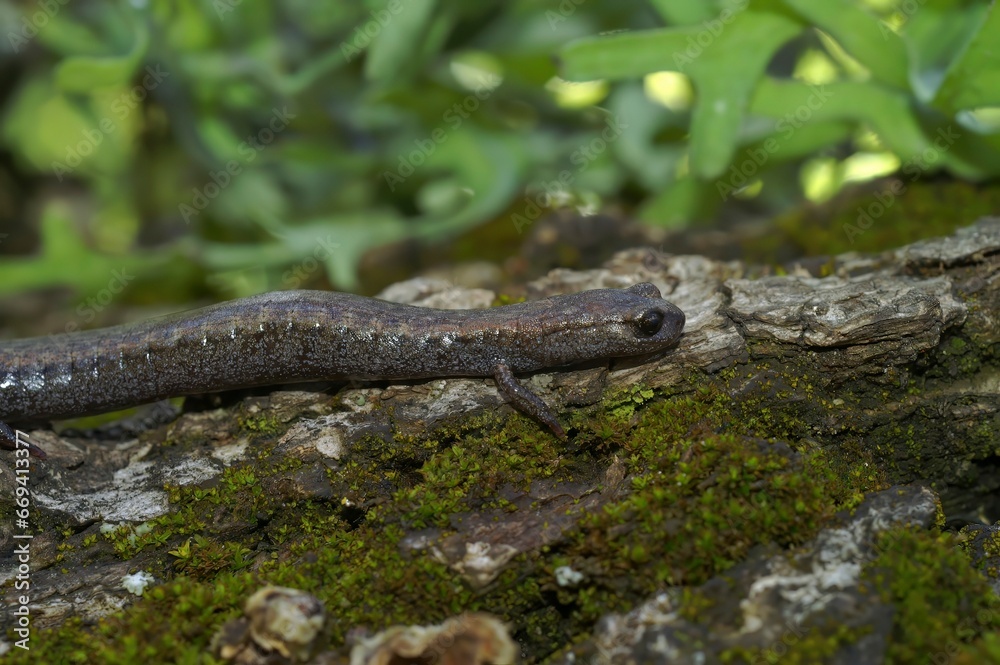 Closeup on the small Black bellied slender salamander , Batrachoseps nigriventris on a moss covered rock Closeup on the small Black bellied slender salamander , Batrachoseps nigriventris on a moss covered rock