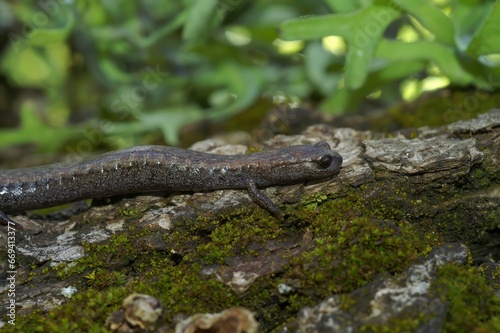 Closeup on the small Black bellied slender salamander , Batrachoseps nigriventris on a moss covered rock