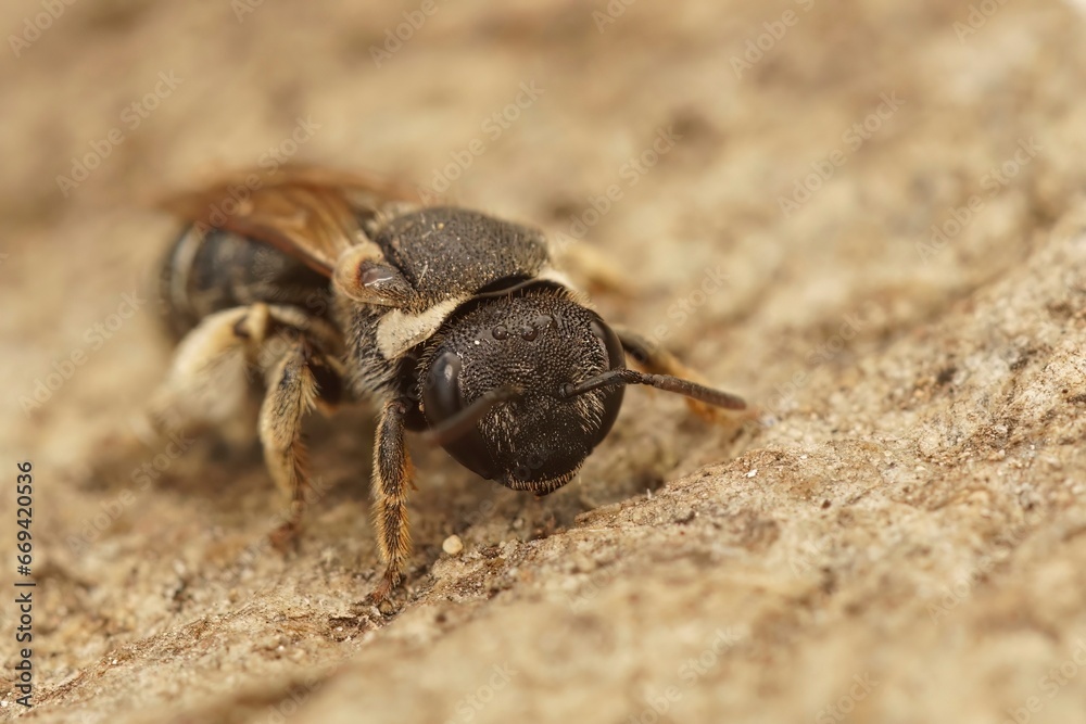 Closeup on a Medieterranean solitary bee, Pseudapis diversipes sitting on wood
