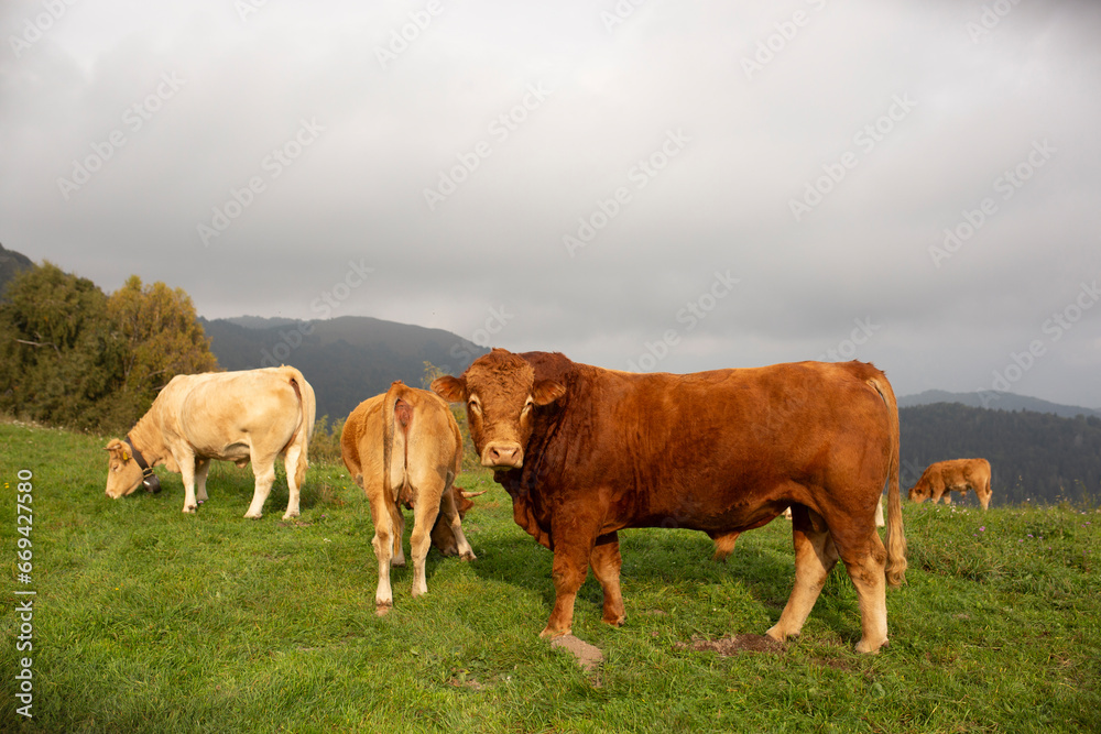 Great and amazing cattle raze of thenorth italian mountains Great and amazing cattle raze of thenorth italian mountains