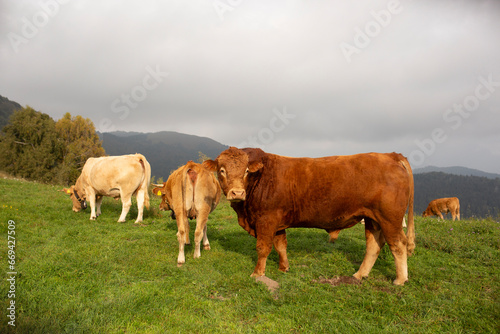 Great and amazing cattle raze of thenorth italian mountains