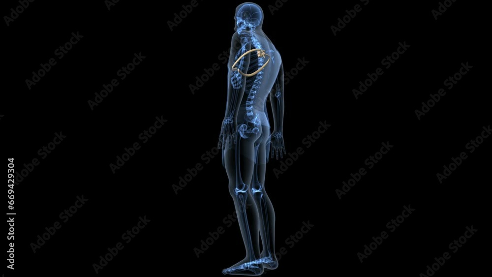 human skeleton femur,tibia,fibula,sacrum and spine,vertebrae anatomy. 3d illustration human skeleton femur,tibia,fibula,sacrum and spine,vertebrae anatomy. 3d illustration