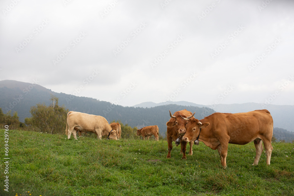 Great and amazing cattle raze of thenorth italian mountains Great and amazing cattle raze of thenorth italian mountains
