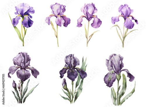 Fototapeta Naklejka Na Ścianę i Meble -  Flag Iris flower in watercolor. Vector illustration on transparent background