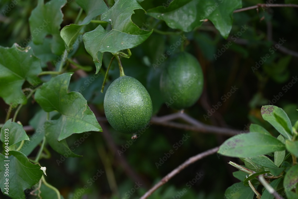 Trichosanthes kirilowii var. japonica unripe fruits. Cucurbitaceae dioecious perennial vine. Fruits ripen from green to yellow in autumn. Trichosanthes kirilowii var. japonica unripe fruits. Cucurbitaceae dioecious perennial vine. Fruits ripen from green to yellow in autumn.
