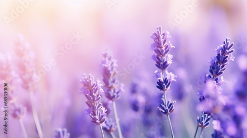 Lavender flower background closeup with soft focus and sunlight, blurred background