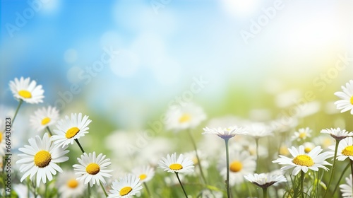 daisy flower and nature spring background, bokeh and blurred, space for text © arjan_ard_studio