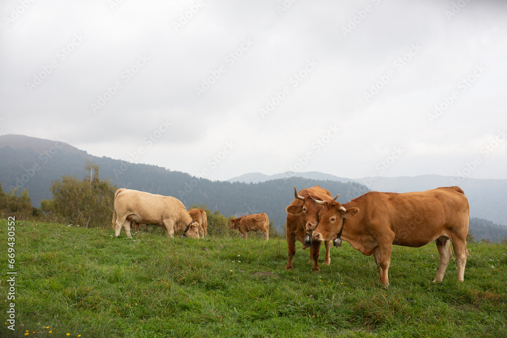 Great and amazing cattle raze of thenorth italian mountains