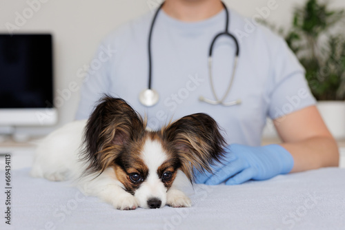 Sick little dog lying on table in medical office