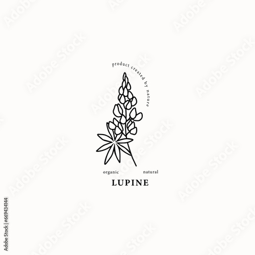 Line art lupin flower illustration