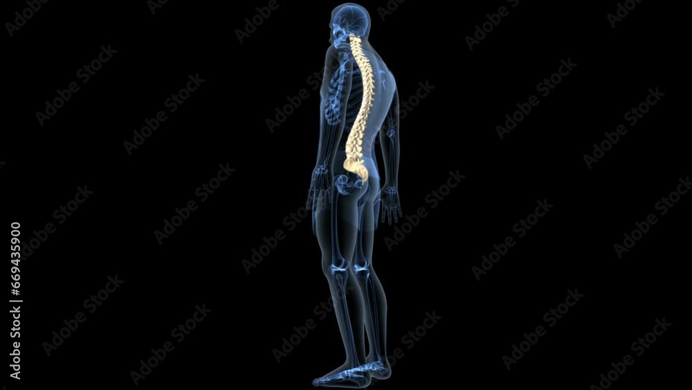human skeleton femur,tibia,fibula,sacrum and spine,vertebrae anatomy. 3d illustration human skeleton femur,tibia,fibula,sacrum and spine,vertebrae anatomy. 3d illustration