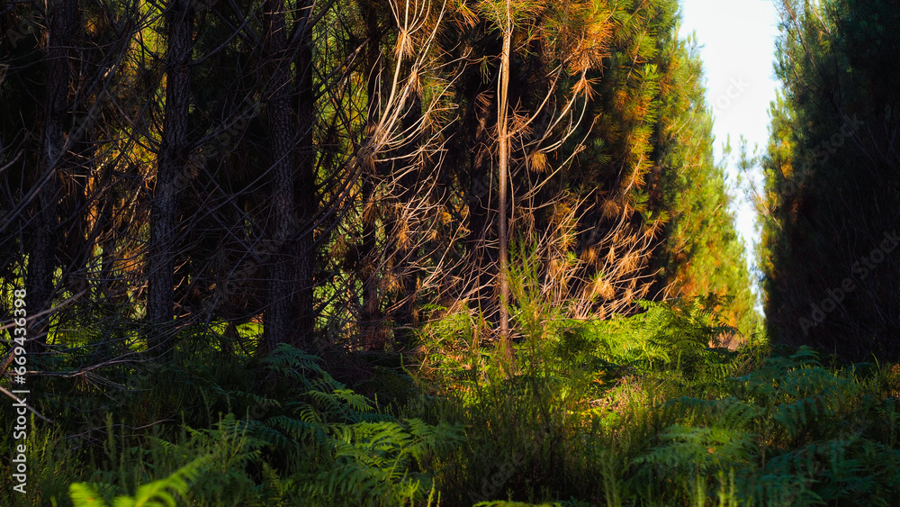 Fototapeta premium Rangées de pins et vue rapprochée de fougères vertes, dans la forêt des Landes de Gascogne