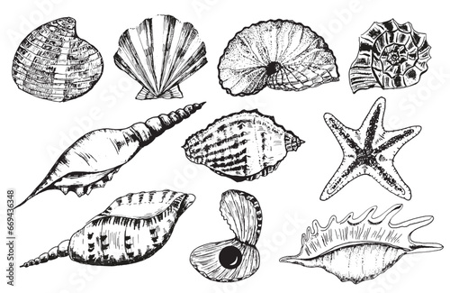 Hand-drawn ink illustration. Black and white. A bundle of different sea shells for any design work. Vector