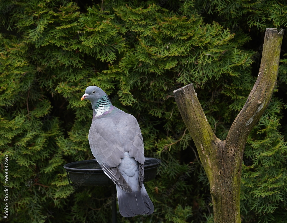 wood pigeon in the garden,ringeltaube im garten Stock Photo Adobe Stock