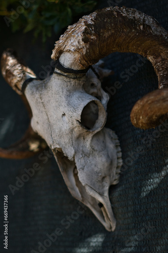 Close-up detail of the skull of a horned goat
