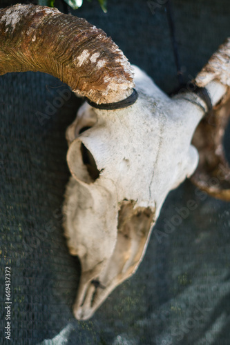 Close-up detail of the skull of a horned goat