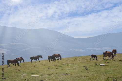 Field filled with horses grazing on a sunny day © Miquel