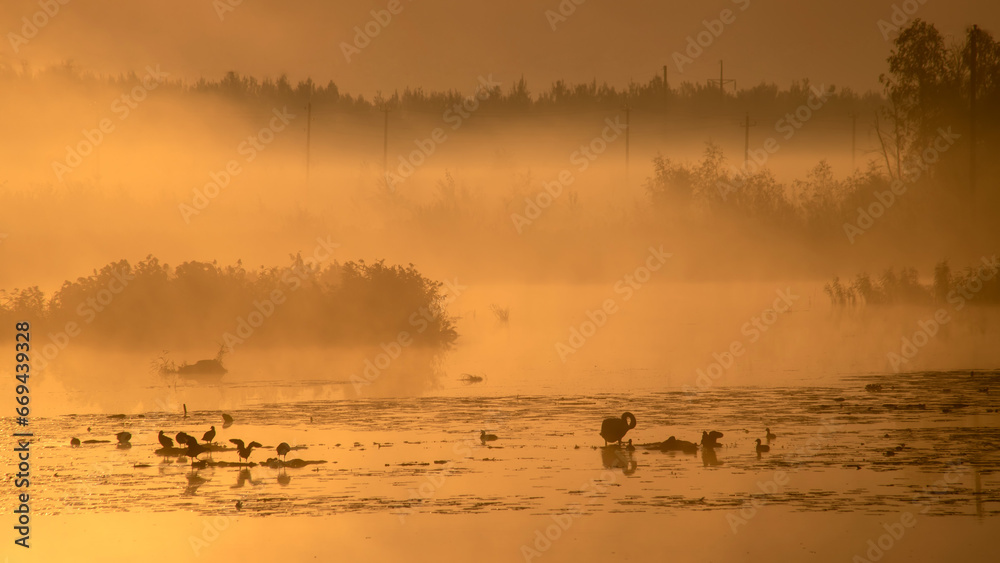 Fototapeta premium Silhouettes of wild ducks and a swan on a swamp in the morning fog. Birdwatching concept.