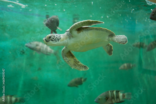 A group of turtles swimming inside a large aquarium