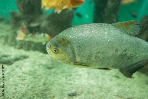 Tambaqui swimming in aquatic medium