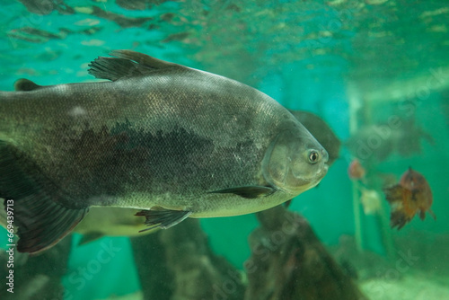 Tambaqui swimming in aquatic medium