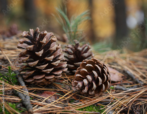 autumn fall pine cones shot in forest