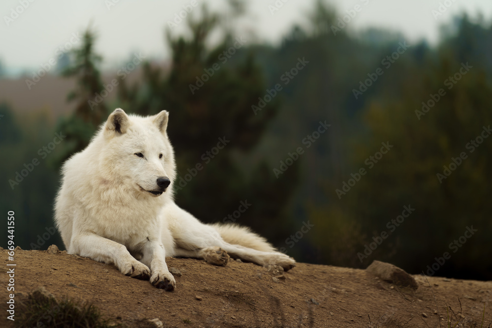Portrait of Arctic wolf in autumn Portrait of Arctic wolf in autumn