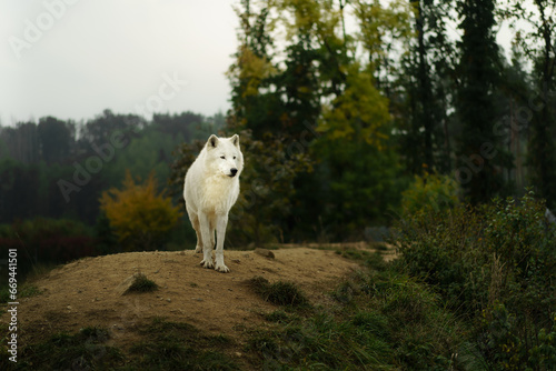 Portrait of Arctic wolf in autumn © Josef