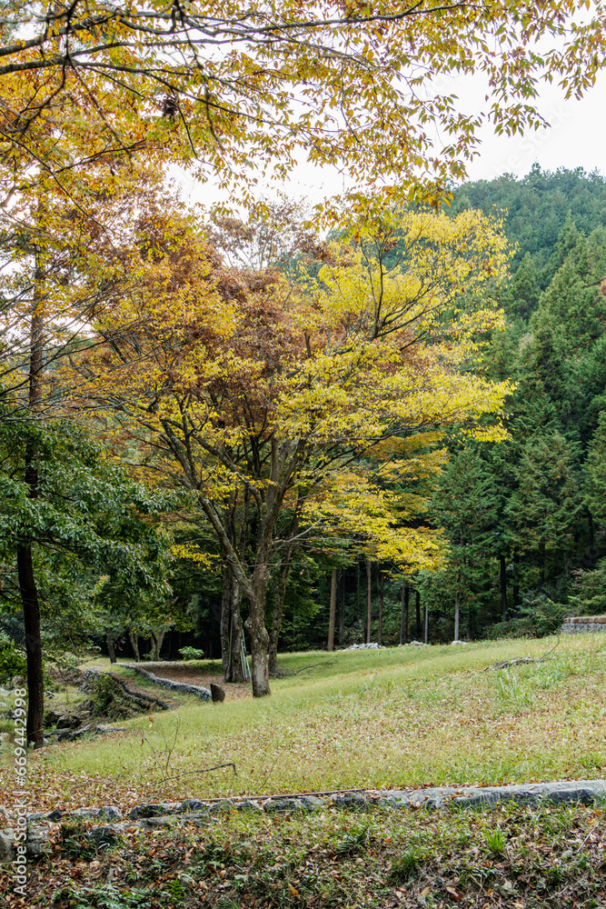 秋色に染まった公園の樹々